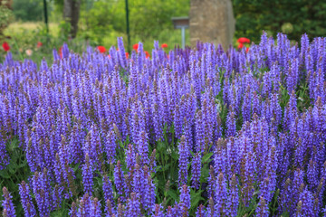 Obraz premium Lavender Field in the summer