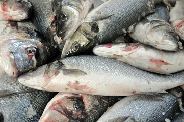 Fresh fish in a fish market