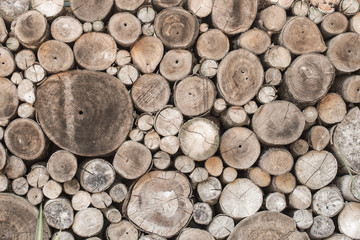 Wood texture background have many log that cut from big tree and