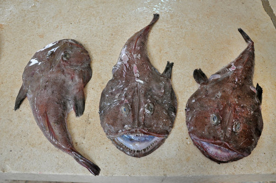 Angler fish on fish market