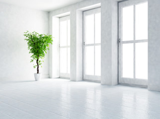 Fototapeta premium green plant in the empty room