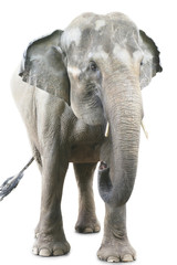 Fototapeta na wymiar Portrait of giant elephant