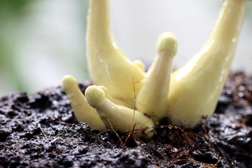 Macro of Yellow mushroom.