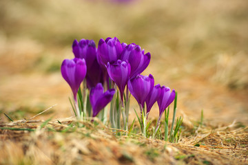 Fototapeta premium Sprind flowers. Beautiful natural composition