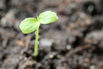 macro of forest tree seedling.