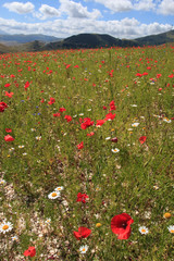 fioritura a Castelluccio di Norcia - Monti Sibillini