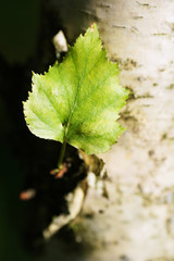 Green leaf on birch.