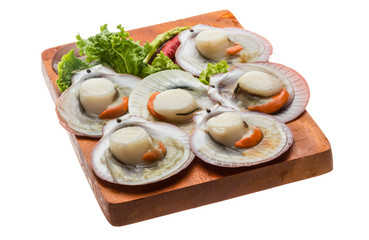 Raw fresh scallop
