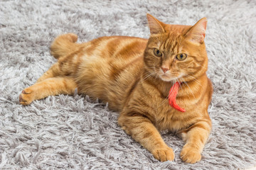 Red cat with red collar