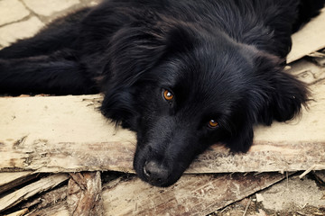 Sad black dog is laying on outdoors