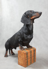 Smooth young black and tan dachshund on wooden vintage casket