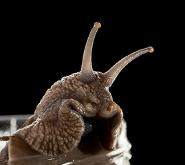Snail look out of jar