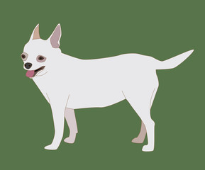 Chihuahua Dog White