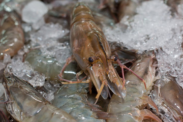 Shrimp on Ice