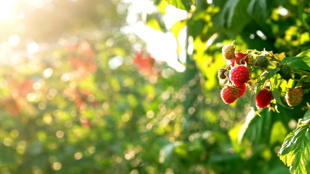 raspberry bush in slider shot