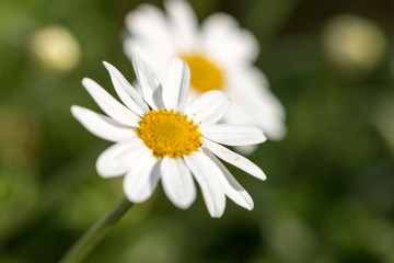 Fototapeta premium Daisies
