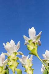 Fototapeta na wymiar White siam tulip flowers