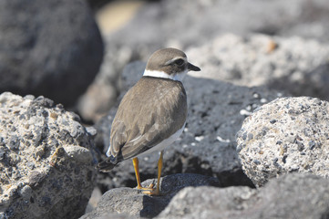 Adult Kentish Plover Water Bird