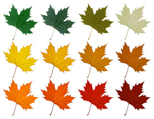 Sycamore leaf. Set in different color shades