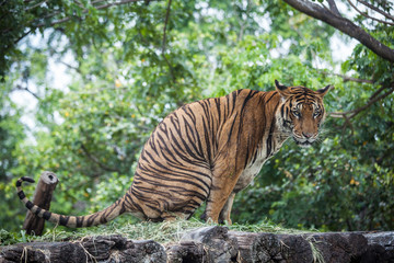 tiger looking at the camera