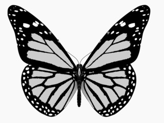 Obrazy na Plexi  Motyl