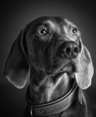Cane di razza Weimaraner in bianco e nero