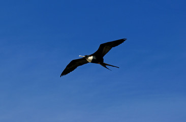 Frégate du Pacifique