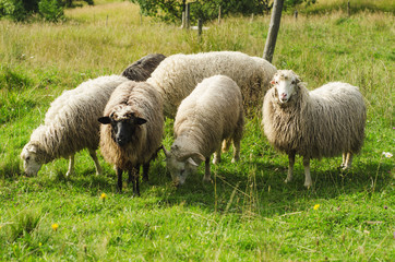 Obraz premium Grazing sheep