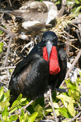 Frégate du Pacifique