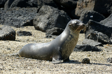 Otarie des Galapagos