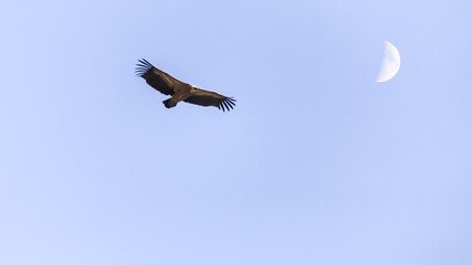 Vulture and moon