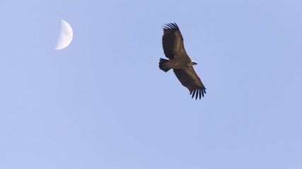 Vulture and moon