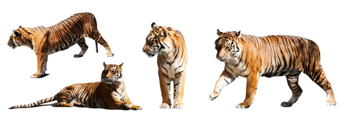 Papier Peint photo Lavable Tigre ensemble de tigres sur fond blanc