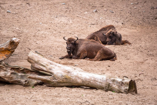American bisons in the zoo