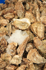 Oysters