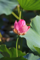 lotus flower