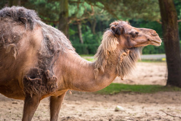 Camel in the zoo