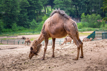Camel in the zoo