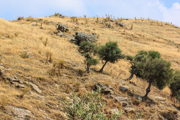 Olive trees in steppe in the south of Turkey