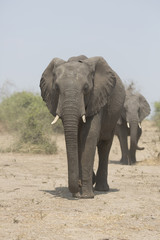 Fototapeta na wymiar Portrait of wild african elephant