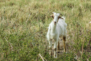 Fototapeta premium Goat on the meadow