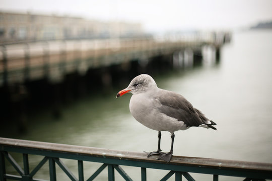 Seagull near the pier