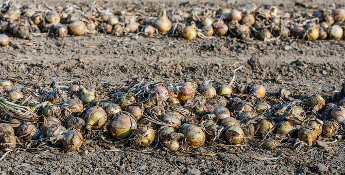On the field drying onions from close