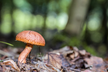 wild forrest mushroom