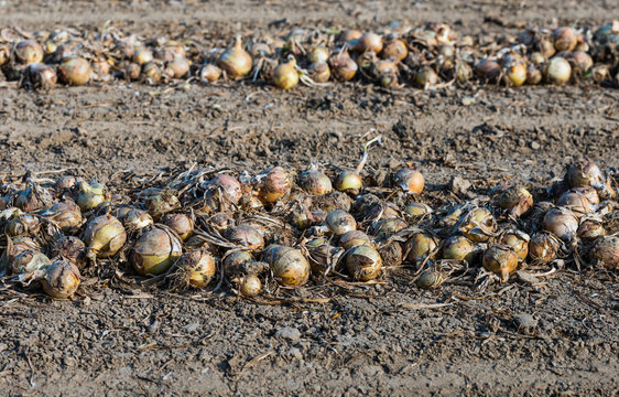 On the field drying onions from close