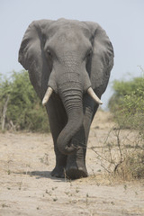 Portrait of wild african elephant