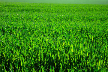 Fototapeta premium green grass