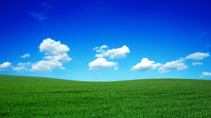 Fototapeta premium field