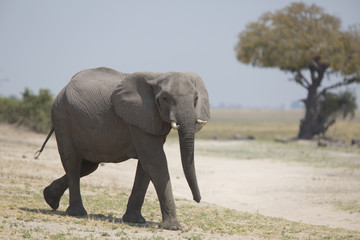 Fototapeta na wymiar Portrait of wild african elephant