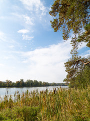 river landscape with reeds